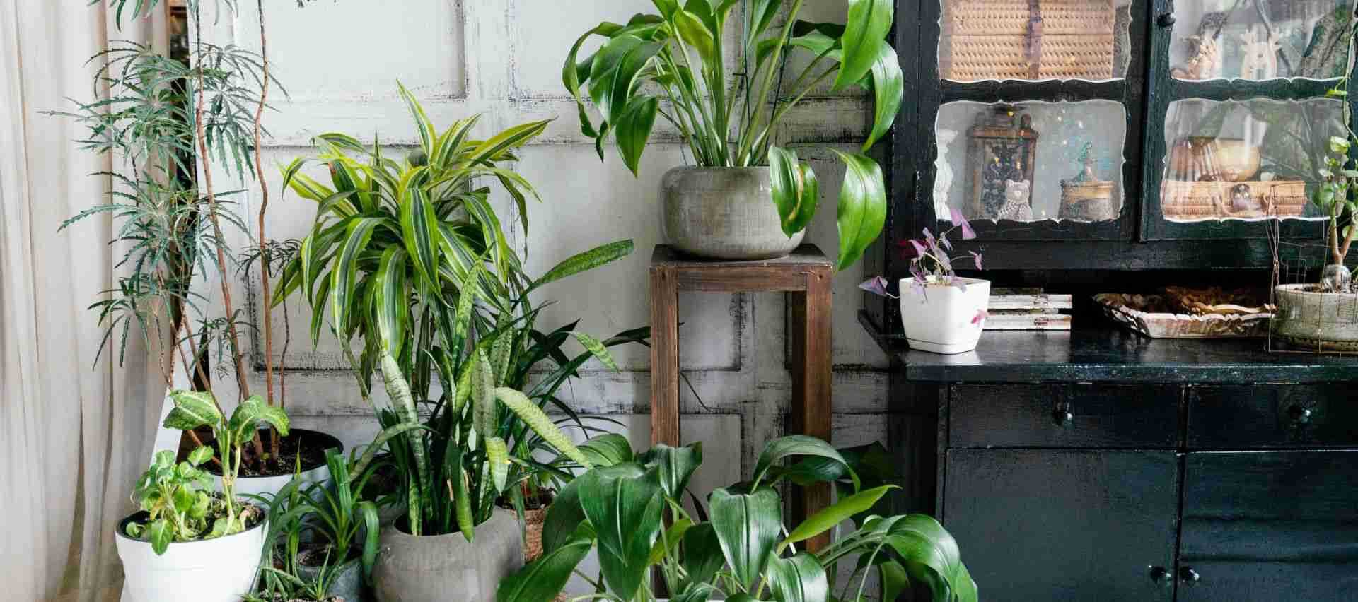 plantas-perfectas-embellecer-cocina-fundamenta.jpg