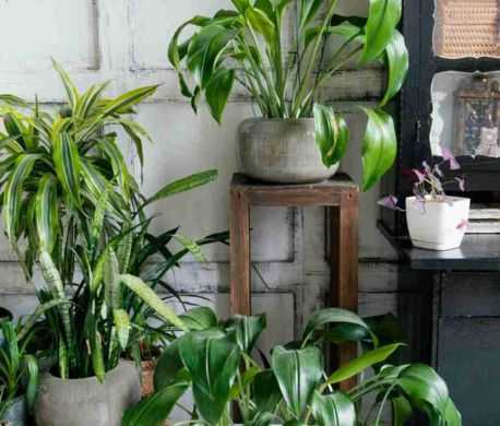 plantas perfectas embellecer cocina fundamenta mobile